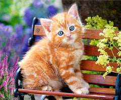 5D Diamond Painting Kit for Kids and Adults - 12x16inch Suitable for Home Leisure and Wall Decoration, Gift for Kids and Adults (Cat)